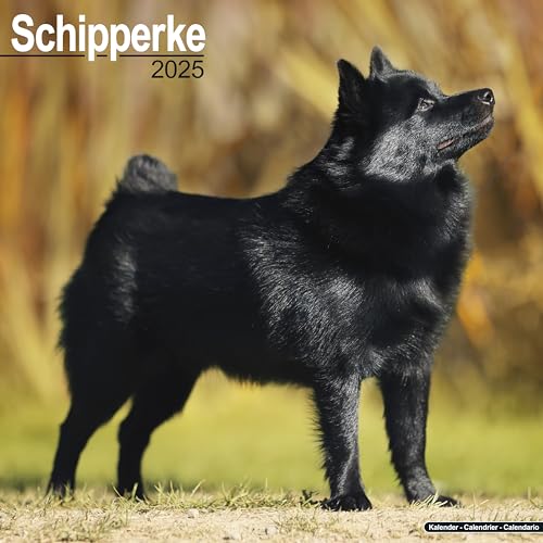 Schipperke 2025 – 16-Monatskalender: Original Avonside-Kalender [Mehrsprachig] [Kalender] (Wall-Kalender)
