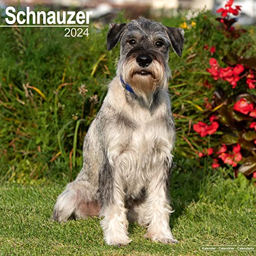Schnauzer - Schnauzer 2024 - 16-Monatskalender: Original Avonside-Kalender [Mehrsprachig] [Kalender] (Wall-Kalender) von AVONSIDE