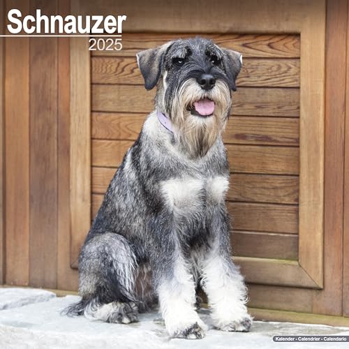 Schnauzer - Schnauzer 2025 - 16-Monatskalender: Original Avonside-Kalender [Mehrsprachig] [Kalender] (Wall-Kalender)