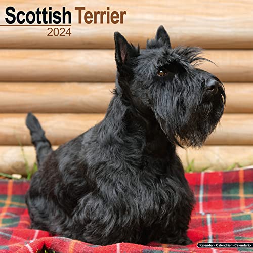 Scottish Terrier - Scottish Terrier 2024- 16-Monatskalender: Original Avonside-Kalender [Mehrsprachig] [Kalender] (Wall-Kalender) von Avonside Publishing Ltd