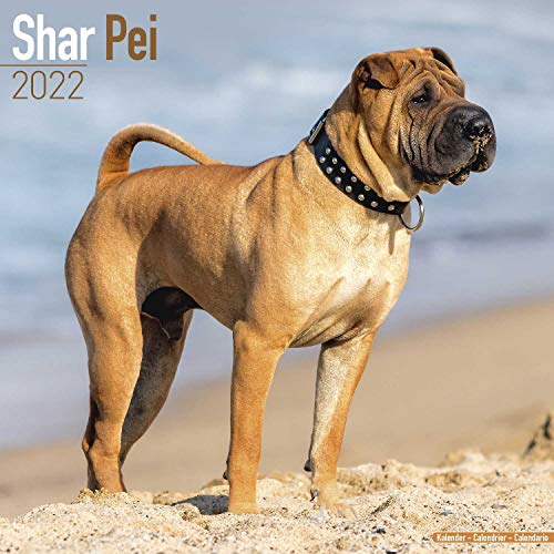 Shar Pei - Shar-Pei 2022 - 16-Monatskalender: Original Avonside-Kalender [Mehrsprachig] [Kalender] (Wall-Kalender)