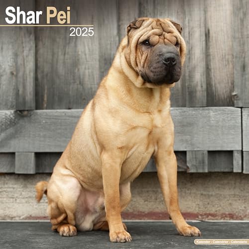 Shar Pei - Shar-Pei 2025 - 16-Monatskalender: Original Avonside-Kalender [Mehrsprachig] [Kalender] (Wall-Kalender)