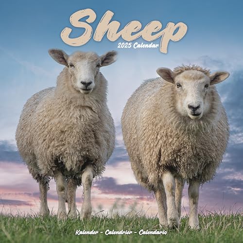 Sheep – Schafe 2025 – 16-Monatskalender: Original Avonside-Kalender [Mehrsprachig] [Kalender] (Wall-Kalender)