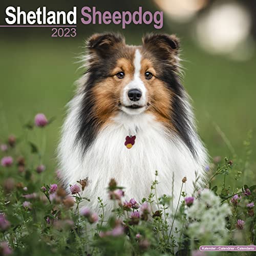 Shetland Sheepdog - Shelties 2023 - 16-Monatskalender: Original Avonside-Kalender [Mehrsprachig] [Kalender] (Wall-Kalender)
