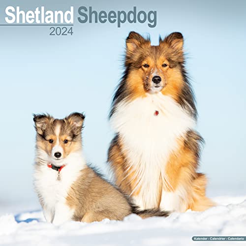 Shetland Sheepdog - Shelties 2024 - 16-Monatskalender: Original Avonside-Kalender [Mehrsprachig] [Kalender] (Wall-Kalender) von Avonside Publishing Ltd