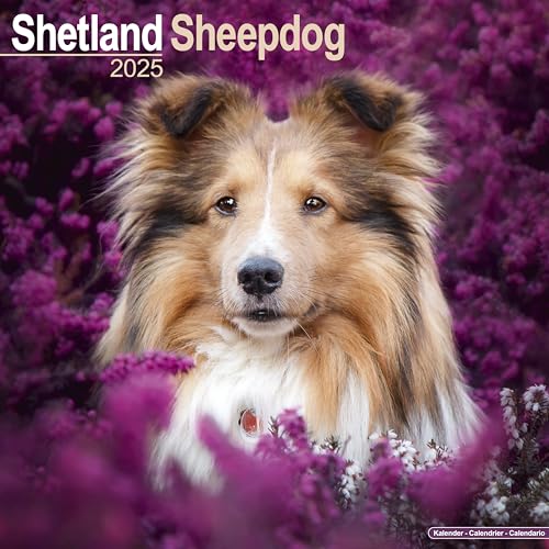 Shetland Sheepdog - Shelties 2025 - 16-Monatskalender: Original Avonside-Kalender [Mehrsprachig] [Kalender] (Wall-Kalender)