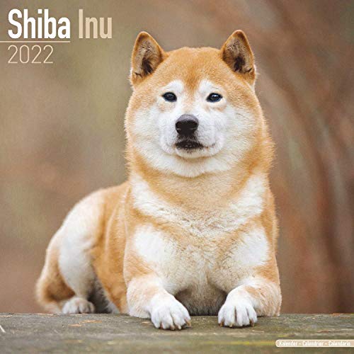 Shiba Inu 2022 - 16-Monatskalender: Original Avonside-Kalender [Mehrsprachig] [Kalender] (Wall-Kalender)