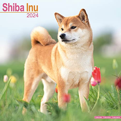 Shiba Inu 2024 - 16-Monatskalender: Original Avonside-Kalender [Mehrsprachig] [Kalender] (Wall-Kalender)