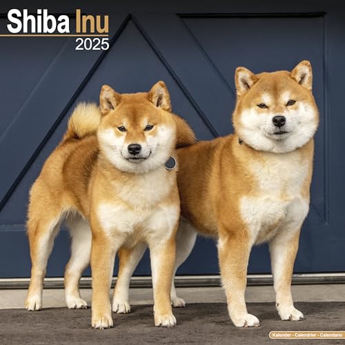 Shiba Inu 2025 - 16-Monatskalender: Original Avonside-Kalender [Mehrsprachig] [Kalender] (Wall-Kalender)