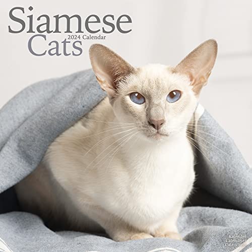 Siamese Cats - Siam-Katzen 2024 - 16-Monatskalender: Original Avonside-Kalender [Mehrsprachig] [Kalender] (Wall-Kalender) von Avonside Publishing Ltd