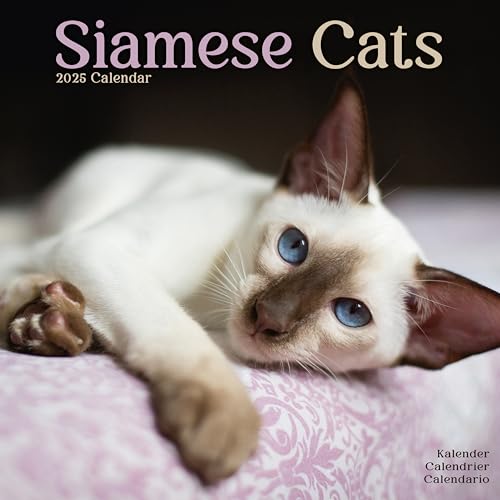Siamese Cats – Siam-Katzen 2025 – 16-Monatskalender: Original Avonside-Kalender [Mehrsprachig] [Kalender] (Wall-Kalender)