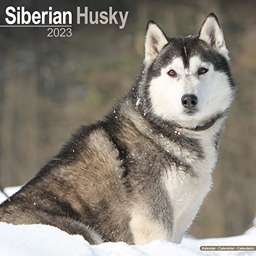 Siberian Husky - Sibirische Huskys 2023 - 16-Monatskalender: Original Avonside-Kalender [Mehrsprachig] [Kalender] (Wall-Kalender) von AVONSIDE