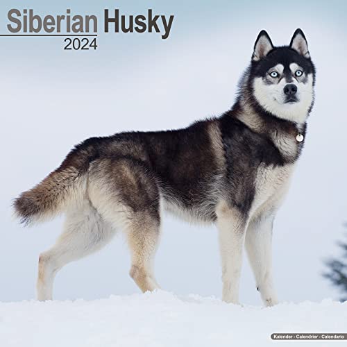 Siberian Husky - Sibirische Huskys 2024 - 16-Monatskalender: Original Avonside-Kalender [Mehrsprachig] [Kalender] (Wall-Kalender) von AVONSIDE