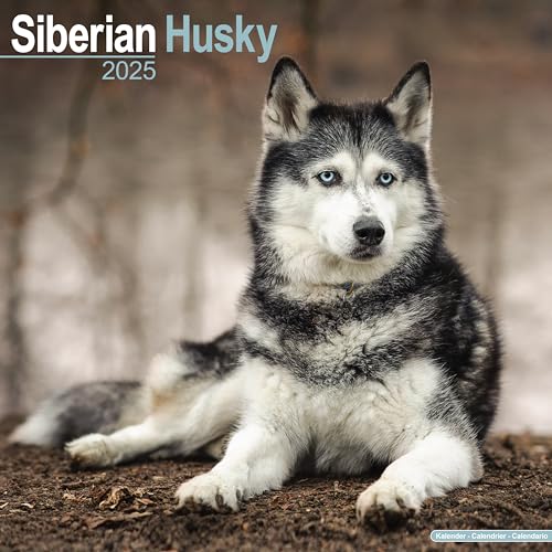 Siberian Husky - Sibirische Huskys 2025 - 16-Monatskalender: Original Avonside-Kalender [Mehrsprachig] [Kalender] (Wall-Kalender)