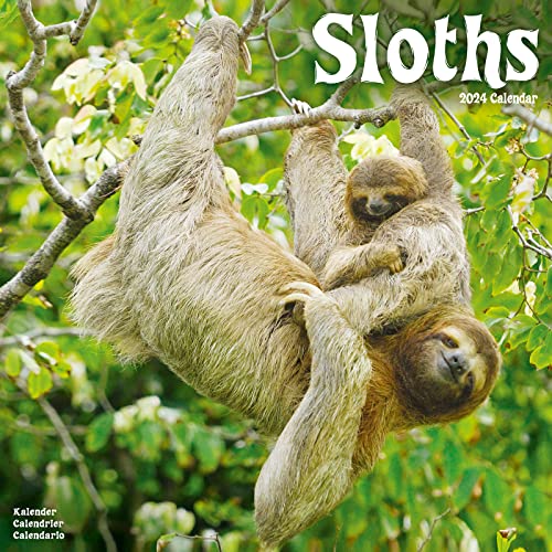 Sloths - Faultiere 2024 – 16-Monatskalender: Original Avonside-Kalender [Mehrsprachig] [Kalender] (Wall-Kalender) von Avonside Publishing Ltd