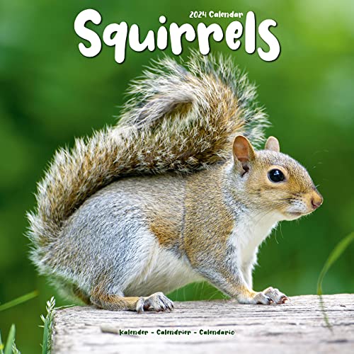 Squirrels - Eichhörnchen - Grauhörnchen 2024 - 16-Monatskalender: Original Avonside-Kalender [Mehrsprachig] [Kalender] (Wall-Kalender) von AVONSIDE