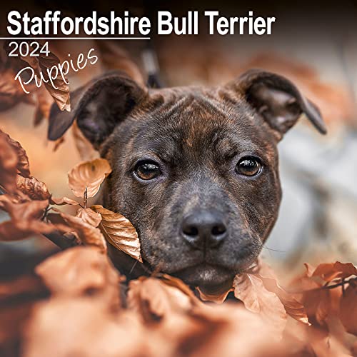 Staffordshire Bull Terrier Puppies - Staffordshire Bull Terrier Welpen 2024 - 16-Monatskalender: Original Avonside-Kalender [Mehrsprachig] [Kalender] (Wall-Kalender) von AVONSIDE