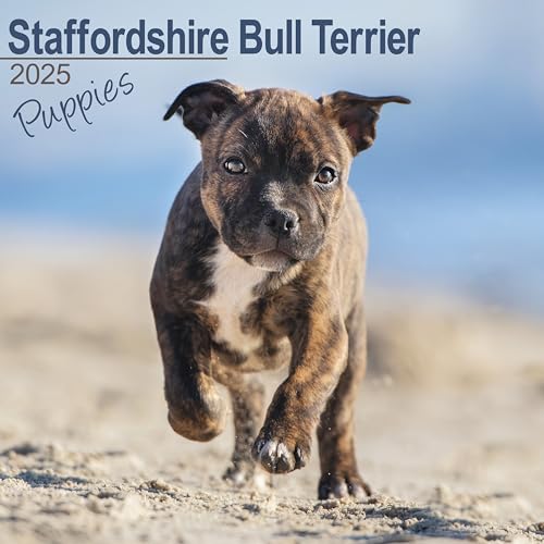 Staffordshire Bull Terrier Puppies - Staffordshire Bull Terrier Welpen 2025 - 16-Monatskalender: Original Avonside-Kalender [Mehrsprachig] [Kalender] (Wall-Kalender)