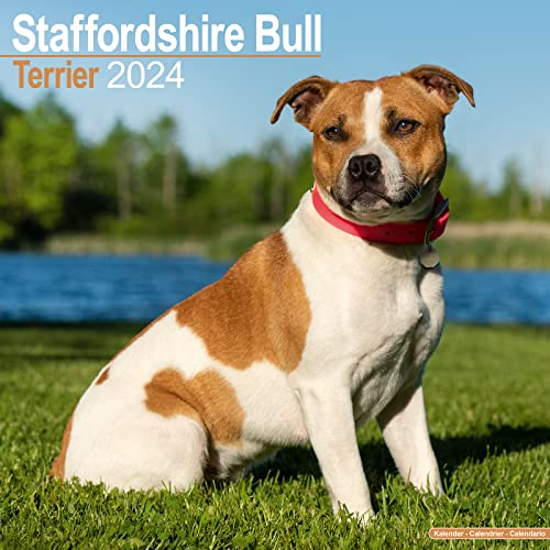 Staffordshire Bull Terrier - Staffordshire Bull Terrier 2024 - 16-Monatskalender: Original Avonside-Kalender [Mehrsprachig] [Kalender] (Wall-Kalender) von Avonside Publishing Ltd