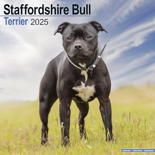 Staffordshire Bull Terrier - Staffordshire Bull Terrier 2025 - 16-Monatskalender: Original Avonside-Kalender [Mehrsprachig] [Kalender] (Wall-Kalender)