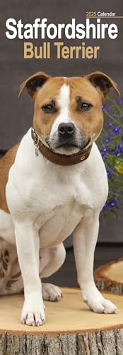 Staffordshire Bullterrier – Staffies 2025: Original Avonside-Kalender – Slimline [Mehrsprachig] [Kalender] (Slimline-Kalender)