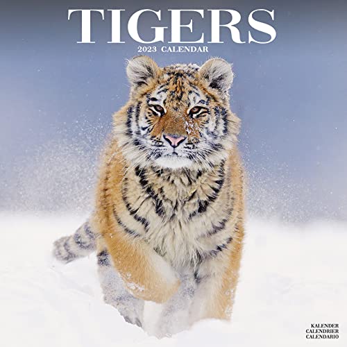 Tigers - Tiger 2023 - 16-Monatskalender: Original Avonside-Kalender [Mehrsprachig] [Kalender] (Wall-Kalender)