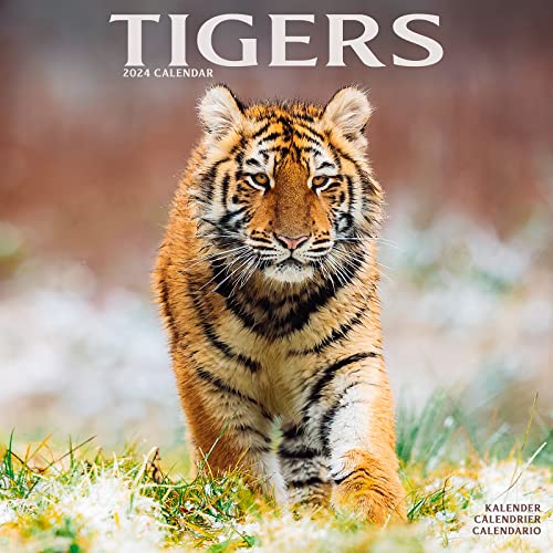 Tigers - Tiger 2024 - 16-Monatskalender: Original Avonside-Kalender [Mehrsprachig] [Kalender] (Wall-Kalender)