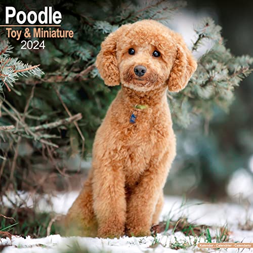 Toy and Miniature Poodle - Toypudel und Zwergpudel 2024 - 16-Monatskalender: Original Avonside-Kalender [Mehrsprachig] [Kalender] (Wall-Kalender)