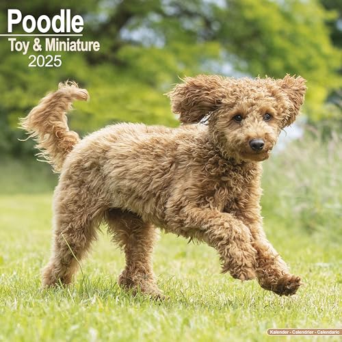 Toy and Miniature Poodle - Toypudel und Zwergpudel 2025 - 16-Monatskalender: Original Avonside-Kalender [Mehrsprachig] [Kalender] (Wall-Kalender)