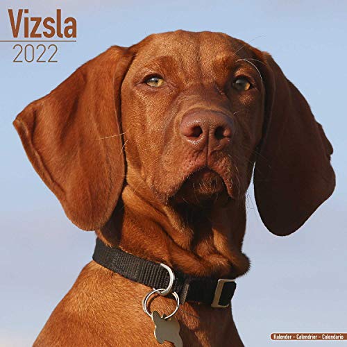 Vizsla - Ungarische Vorstehhunde 202 - 16-Monatskalender: Original Avonside-Kalender [Mehrsprachig] [Kalender] (Wall-Kalender)