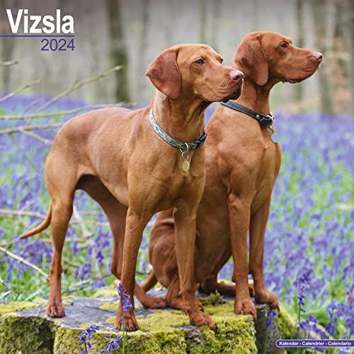Vizsla - Ungarische Vorstehhunde 2024 - 16-Monatskalender: Original Avonside-Kalender [Mehrsprachig] [Kalender] (Wall-Kalender)