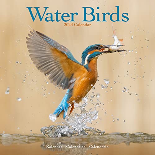 Water Birds – Wasservögel 2024 – 16-Monatskalender: Original Avonside-Kalender [Mehrsprachig] [Kalender] (Wall-Kalender) von Brown Trout-Auslieferer Flechsig