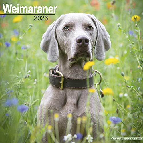 Weimaraner - Weimaraner 2023 - 16-Monatskalender: Original Avonside-Kalender [Mehrsprachig] [Kalender] (Wall-Kalender)