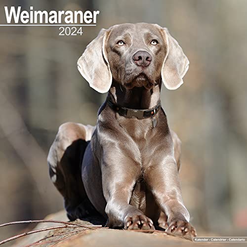 Weimaraner - Weimaraner 2024 - 16-Monatskalender: Original Avonside-Kalender [Mehrsprachig] [Kalender] (Wall-Kalender) von Avonside Publishing Ltd