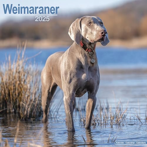 Weimaraner - Weimaraner 2025 - 16-Monatskalender: Original Avonside-Kalender [Mehrsprachig] [Kalender] (Wall-Kalender)