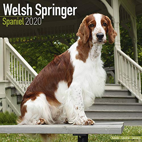 Welsh Springer Spaniel Calendar 2020 von Avonside Publishing