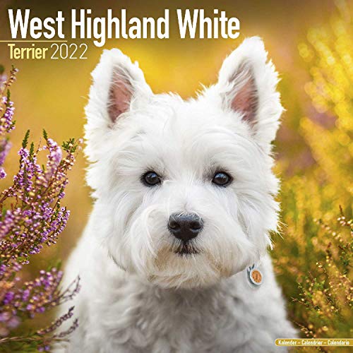 West Highland White Terrier - Westies 2022 - 16-Monatskalender: Original Avonside-Kalender [Mehrsprachig] [Kalender] (Wall-Kalender)