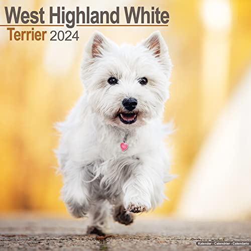 West Highland White Terrier - Westies 2024 - 16-Monatskalender: Original Avonside-Kalender [Mehrsprachig] [Kalender] (Wall-Kalender) von Avonside Publishing Ltd