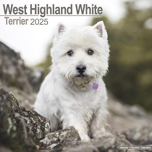 West Highland White Terrier - Westies 2025 - 16-Monatskalender: Original Avonside-Kalender [Mehrsprachig] [Kalender] (Wall-Kalender)