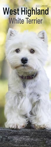 West Highland White Terrier – Westies 2025: Original Avonside-Kalender – Slimline [Mehrsprachig] [Kalender] (Slimline-Kalender)