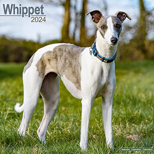 Whippet - Kleine Englische Windhunde 2024 - 16-Monatskalender: Original Avonside-Kalender [Mehrsprachig] [Kalender] (Wall-Kalender)