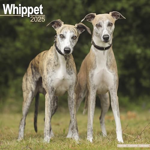 Whippet - Kleine Englische Windhunde 2025 - 16-Monatskalender: Original Avonside-Kalender [Mehrsprachig] [Kalender] (Wall-Kalender)