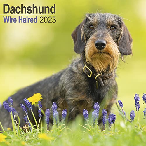 Wirehaired Dachshund - Rauhhaardackel 2023 - 16-Monatskalender: Original Avonside-Kalender [Mehrsprachig] [Kalender] (Wall-Kalender)