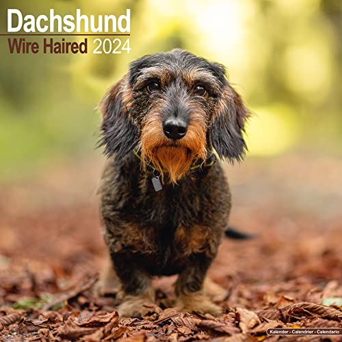 Wirehaired Dachshund - Rauhhaardackel 2024 - 16-Monatskalender: Original Avonside-Kalender [Mehrsprachig] [Kalender] (Wall-Kalender)