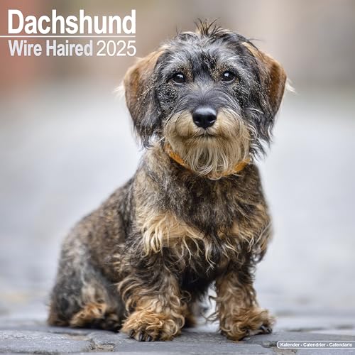 Wirehaired Dachshund - Rauhhaardackel 2025 - 16-Monatskalender: Original Avonside-Kalender [Mehrsprachig] [Kalender] (Wall-Kalender)
