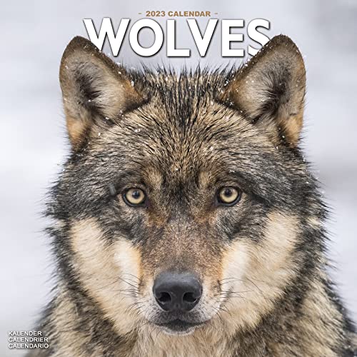 Wolves – Wölfe 2023 – 16-Monatskalender: Original Avonside-Kalender [Mehrsprachig] [Kalender] (Wall-Kalender)