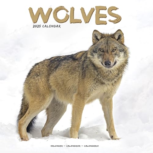 Wolves – Wölfe 2025 – 16-Monatskalender: Original Avonside-Kalender [Mehrsprachig] [Kalender] (Wall-Kalender)