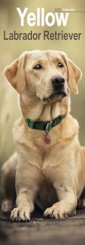 Yellow Labrador Retriever – Gelbe Labrador Retriever 2025: Original Avonside-Kalender – Slimline [Mehrsprachig] [Kalender] (Slimline-Kalender)