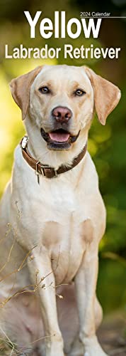 Yellow Labrador Retriever - Gelbe Labradore 2024: Original Avonside-Kalender - Slimline [Mehrsprachig] [Kalender] (Slimline-Kalender) von Avonside Publishing Ltd