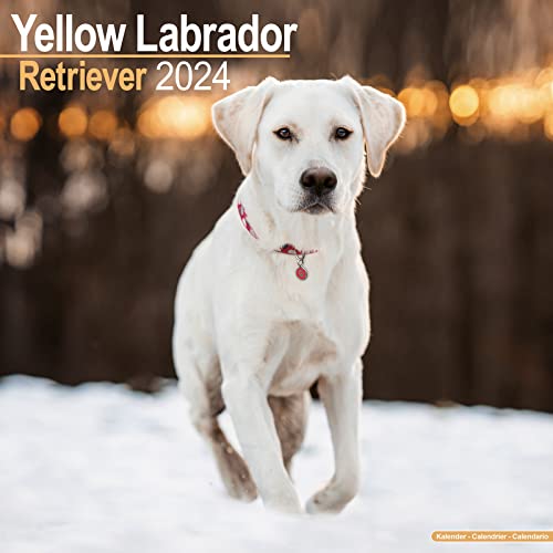 Yellow Labrador Retriever - Gelber Labrador 2024 - 16-Monatskalender: Original Avonside-Kalender [Mehrsprachig] [Kalender] (Wall-Kalender) von Avonside Publishing Ltd